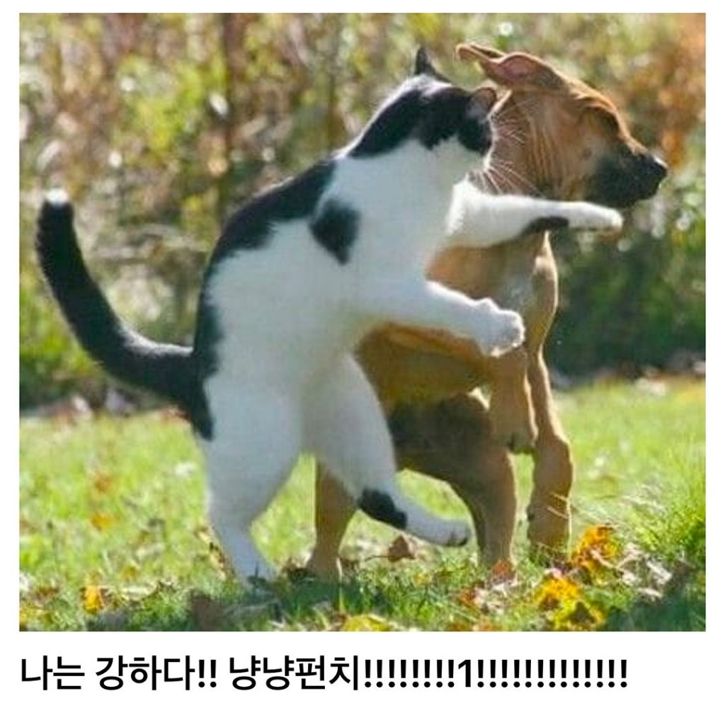 고양이 쓰다듬다가 갑자기 공격당하는 이유 | 인스티즈
