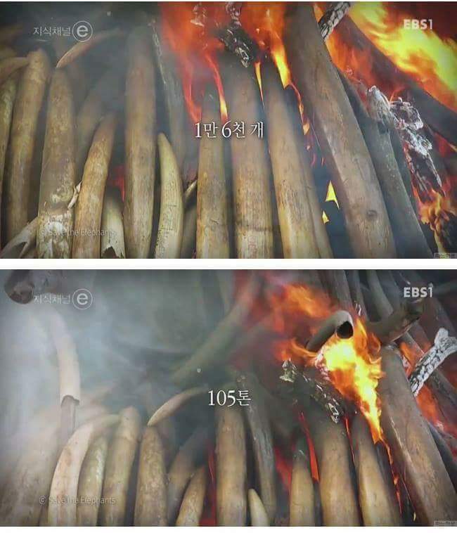 인간에 의해 진화하기 시작한 동물들.. | 인스티즈