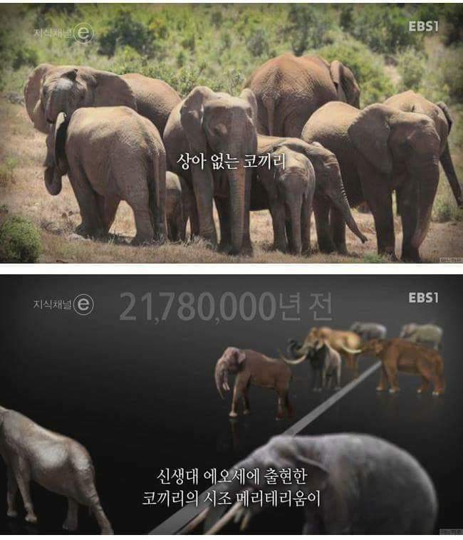 인간에 의해 진화하기 시작한 동물들.. | 인스티즈
