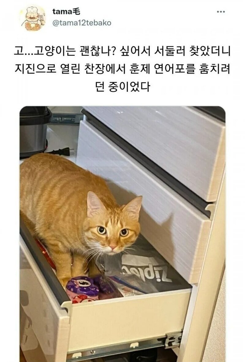 지진으로 고양이는 괜찮나 봤더니 | 인스티즈