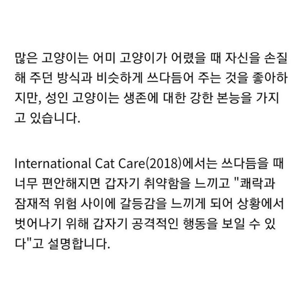 고양이 쓰다듬다가 갑자기 공격당하는 이유 | 인스티즈