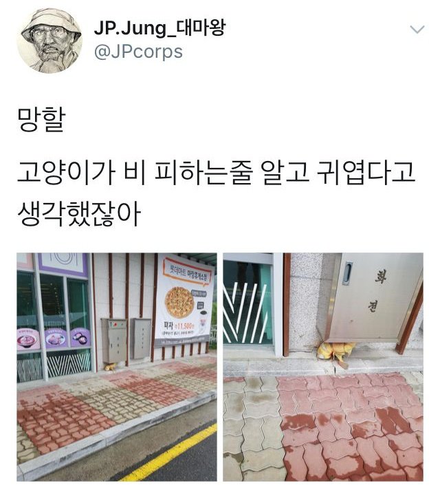  고양이가 비 피하는 줄