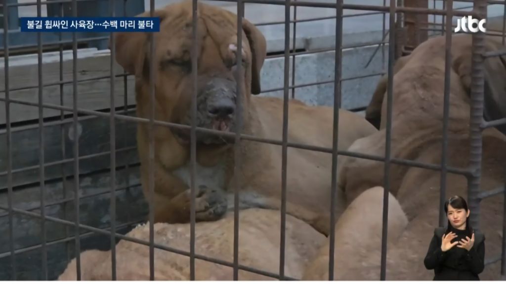 화마로 '700마리 즉사'한 개 사육장…주인은 홀로 대피 | 인스티즈