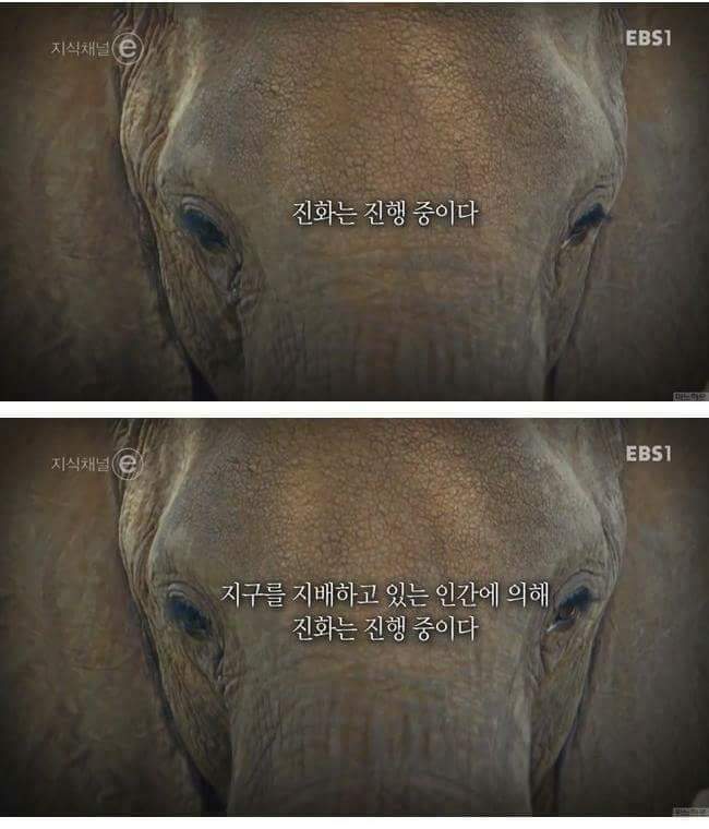 인간에 의해 진화하기 시작한 동물들.. | 인스티즈