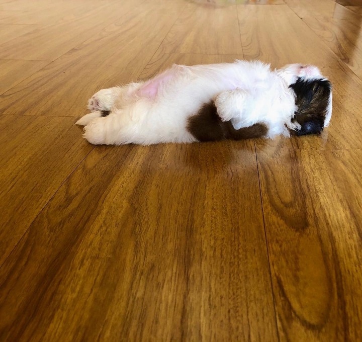 새끼 강아지때만 할 수 있다는 잠자는 자세를 맘껏 즐기는 갱얼쥐..⭐ .jpg | 인스티즈