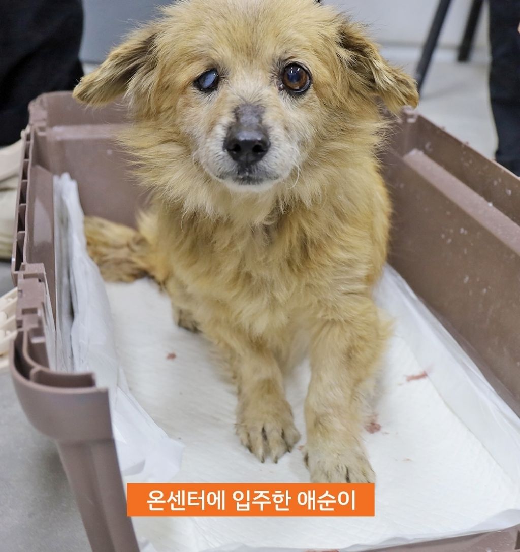 산불속에서 새끼들이 죽은줄도 모르고 새끼들을 품은 애순이 | 인스티즈