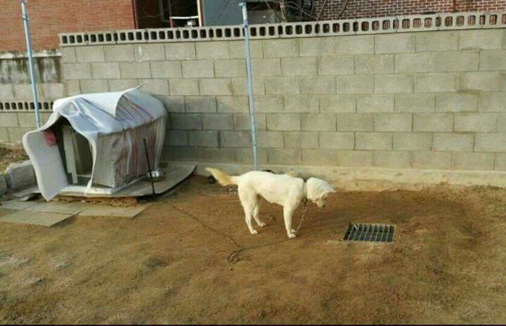 뼈다귀를 하수구에 빠뜨린 강아지.jpg | 인스티즈