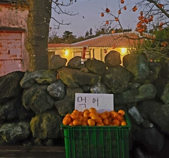  제주도 흔한 민심