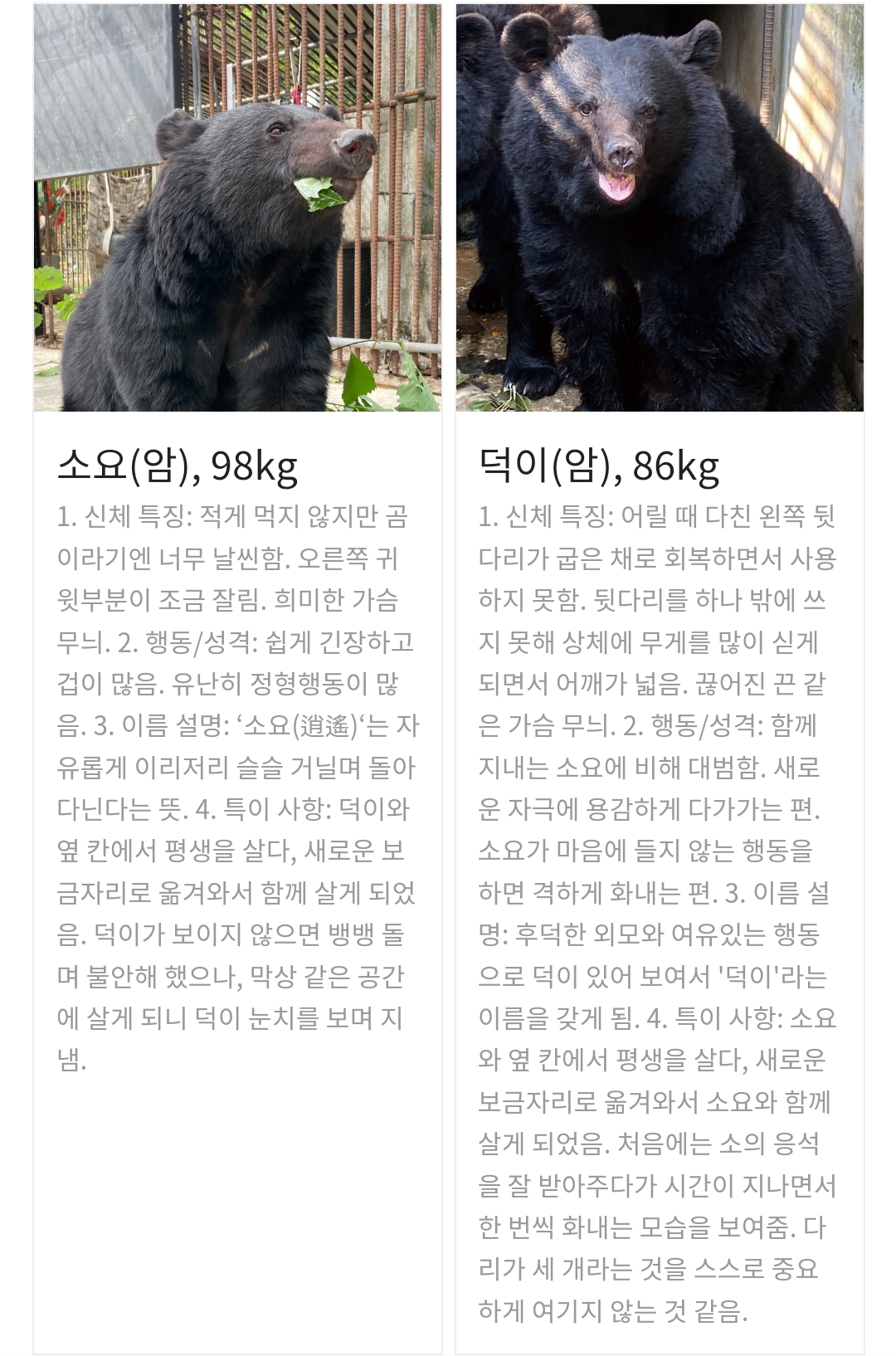 곰 보금자리 프로젝트 project moon bear | 인스티즈