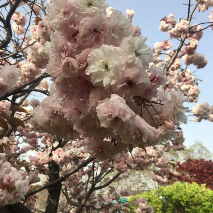 겹벚꽃 | 인스티즈