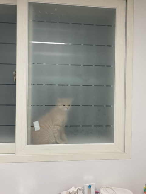  정말 냥... (+사진추가)