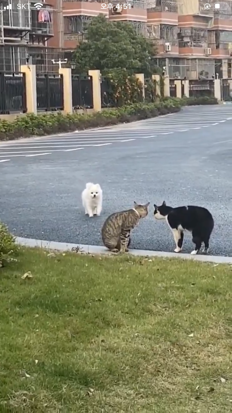 🐶: 둘이서 뭐해?!!!! 나도 같이 놀 | 인스티즈