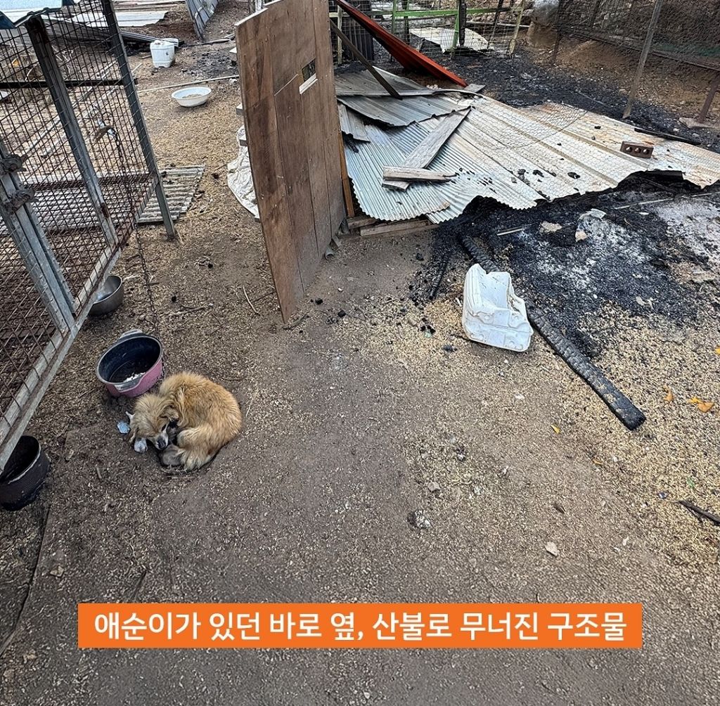 산불속에서 새끼들이 죽은줄도 모르고 새끼들을 품은 애순이 | 인스티즈