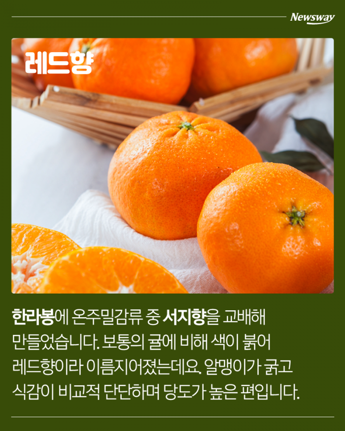 한라봉 천혜향 레드향 황금향 차이 | 인스티즈