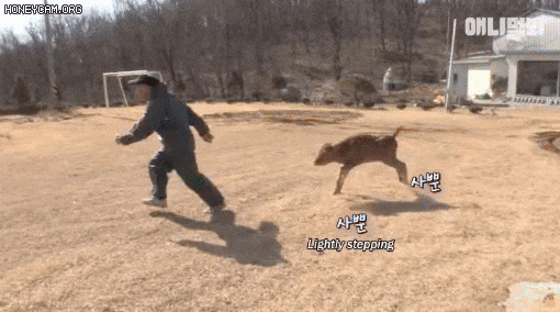  자기가 아직 송아지인줄 아는 소
