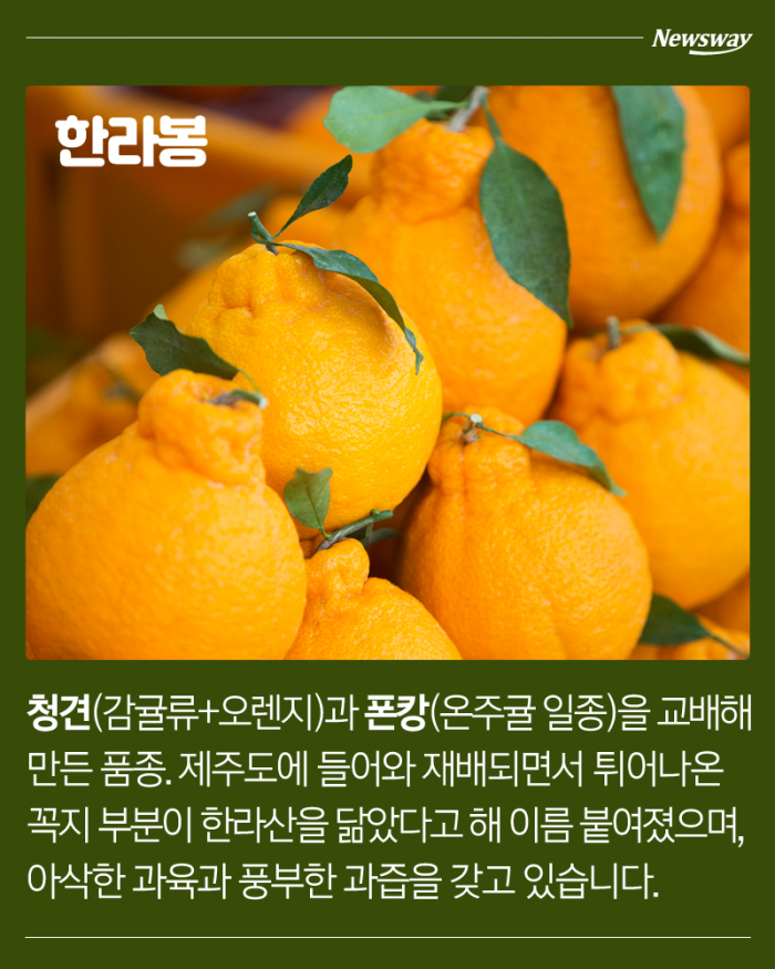  한라봉 천혜향 레드향 황금향 차이