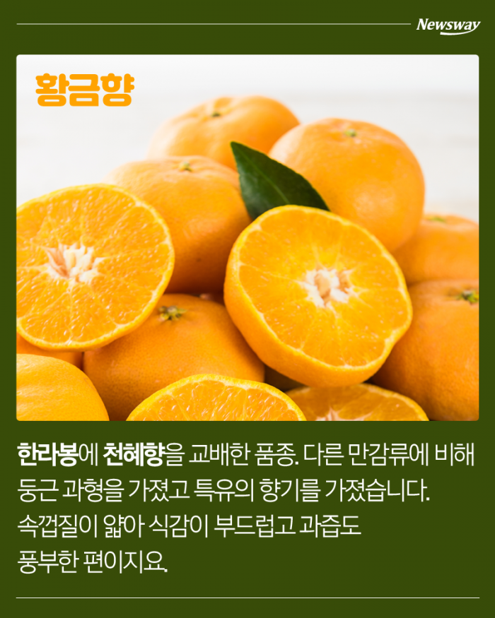 한라봉 천혜향 레드향 황금향 차이 | 인스티즈