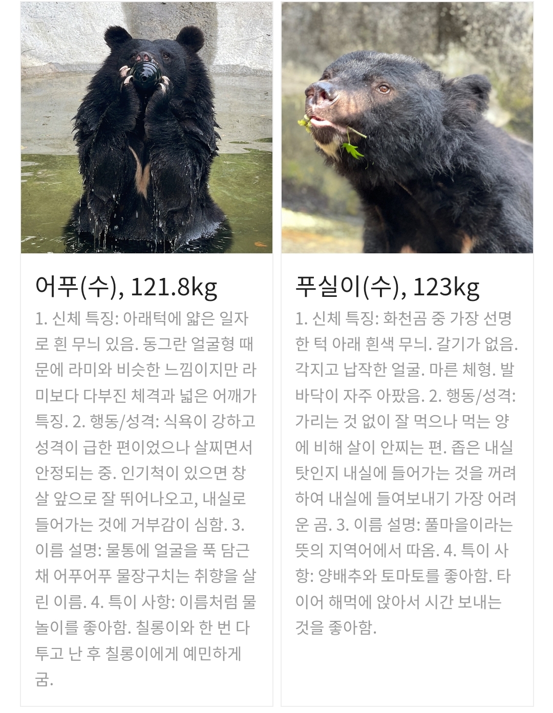 곰 보금자리 프로젝트 project moon bear | 인스티즈
