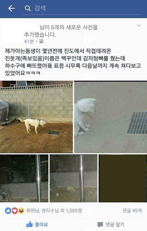  뼈다귀를 하수구에 빠뜨린 강아지.jpg