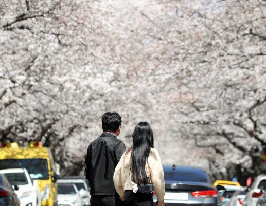 "모쏠이랑 손 잡고 벚꽃 구경 어때요? 일당 20만원”…구인글 논란 | 인스티즈