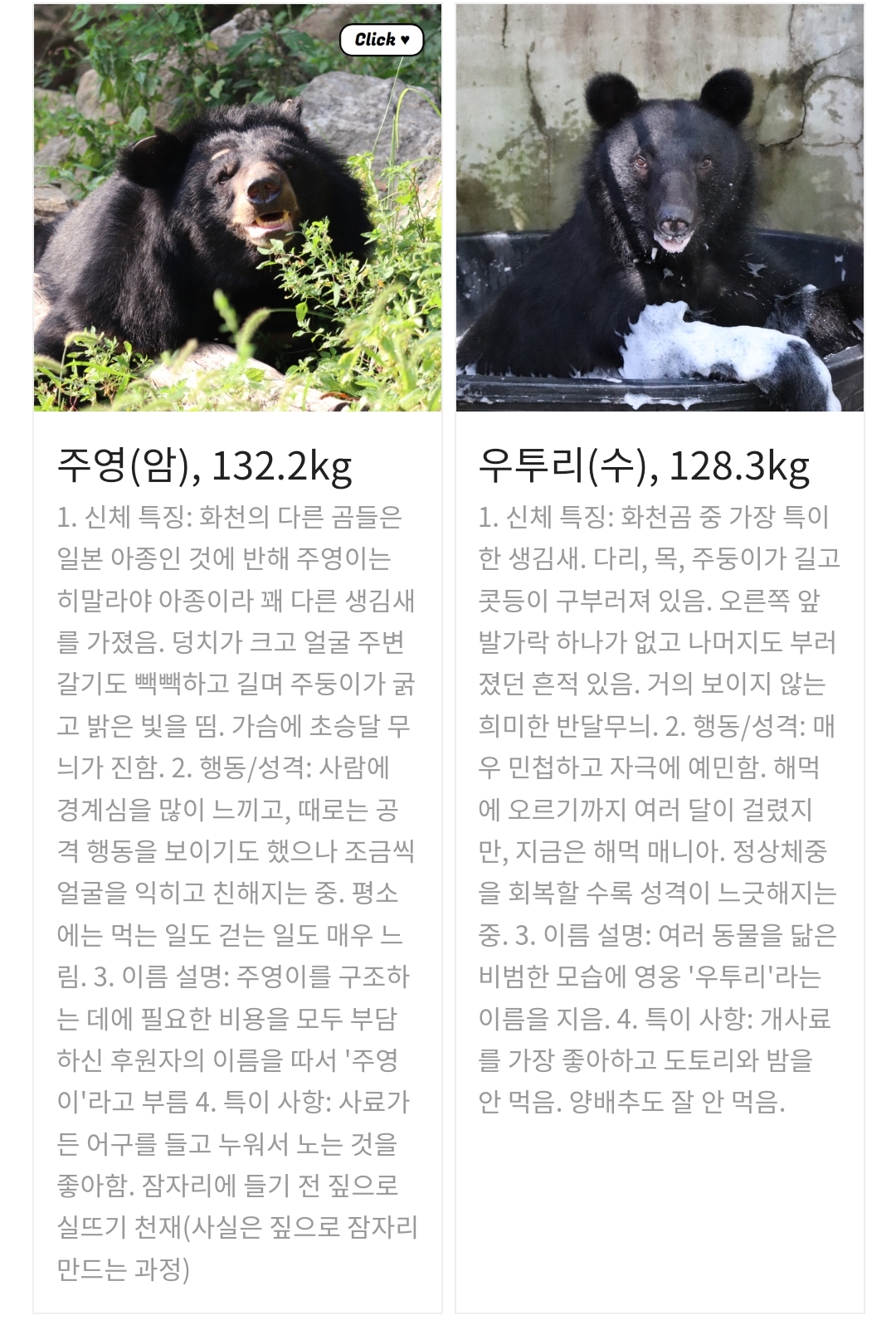 곰 보금자리 프로젝트 project moon bear | 인스티즈