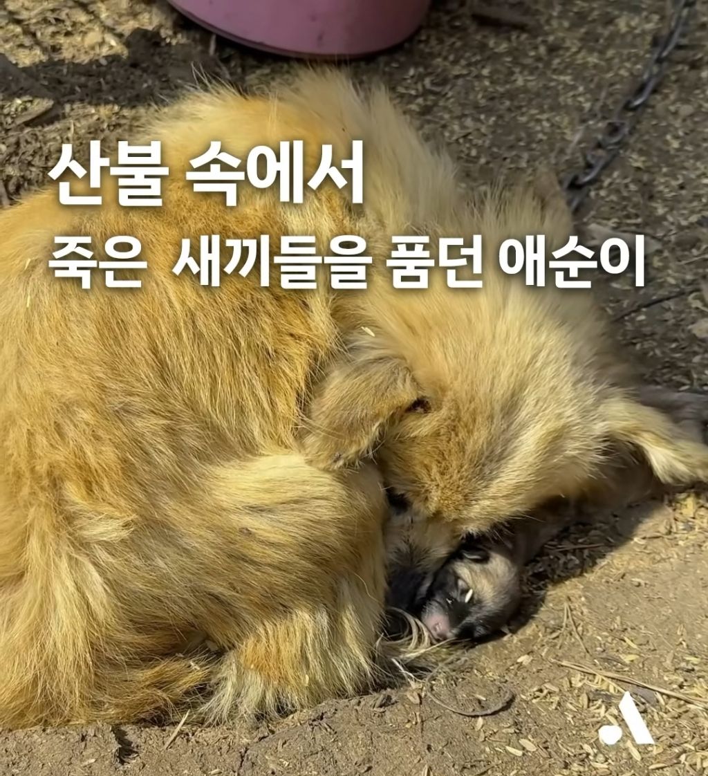 산불속에서 새끼들이 죽은줄도 모르고 새끼들을 품은 애순이1