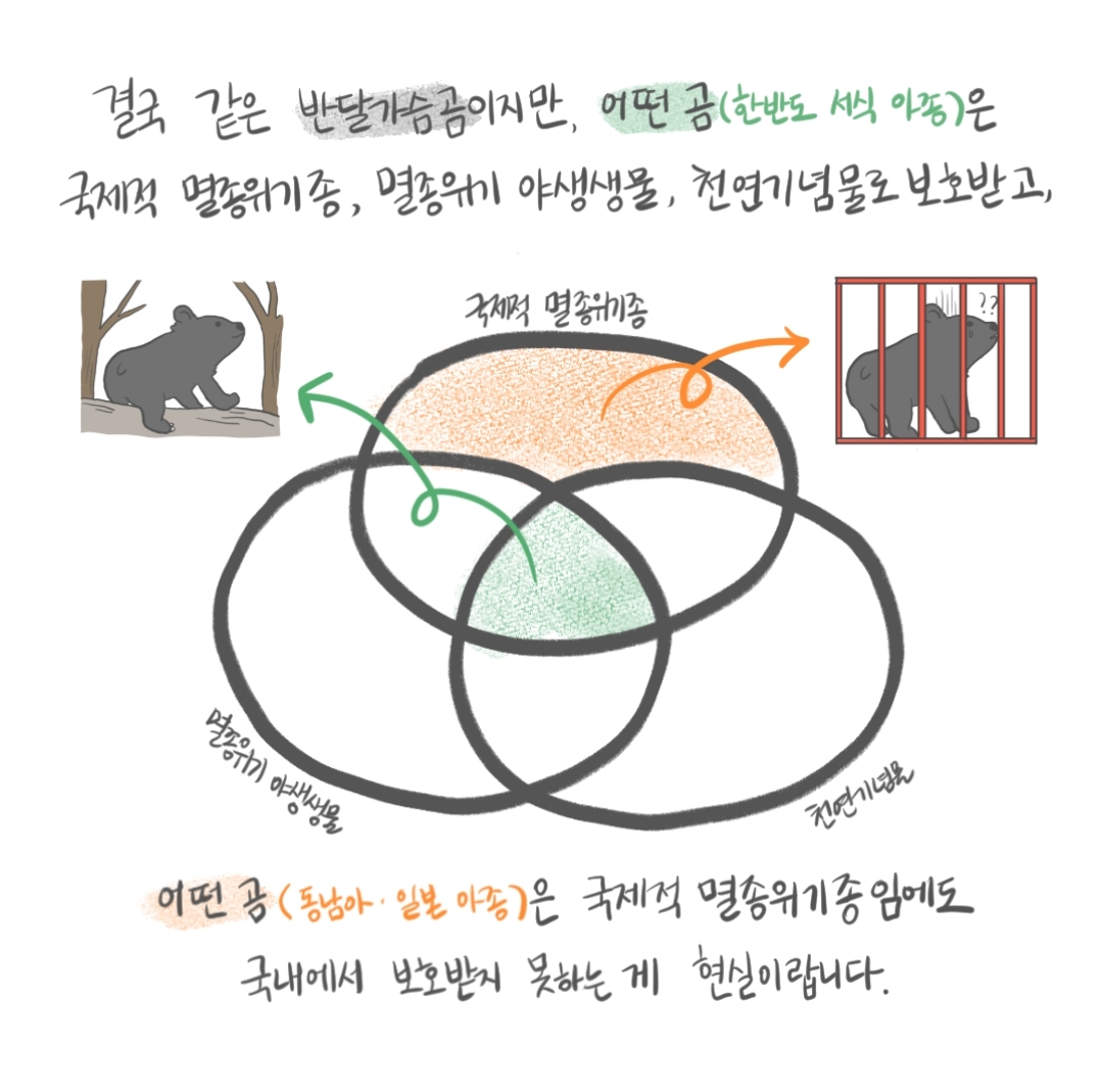 곰 보금자리 프로젝트 project moon bear | 인스티즈