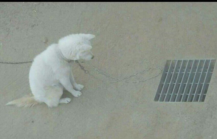 뼈다귀를 하수구에 빠뜨린 강아지.jpg | 인스티즈