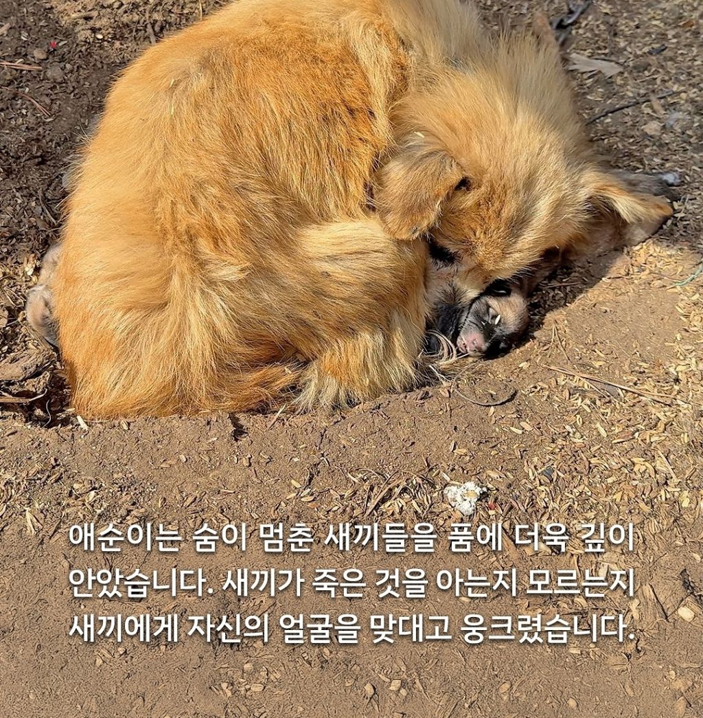 산불속에서 새끼들이 죽은줄도 모르고 새끼들을 품은 애순이 | 인스티즈