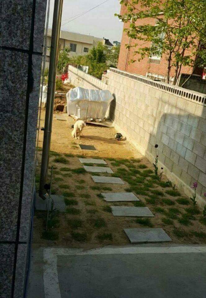 뼈다귀를 하수구에 빠뜨린 강아지.jpg | 인스티즈