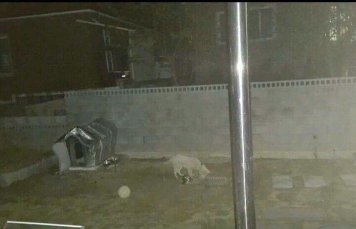 뼈다귀를 하수구에 빠뜨린 강아지.jpg | 인스티즈