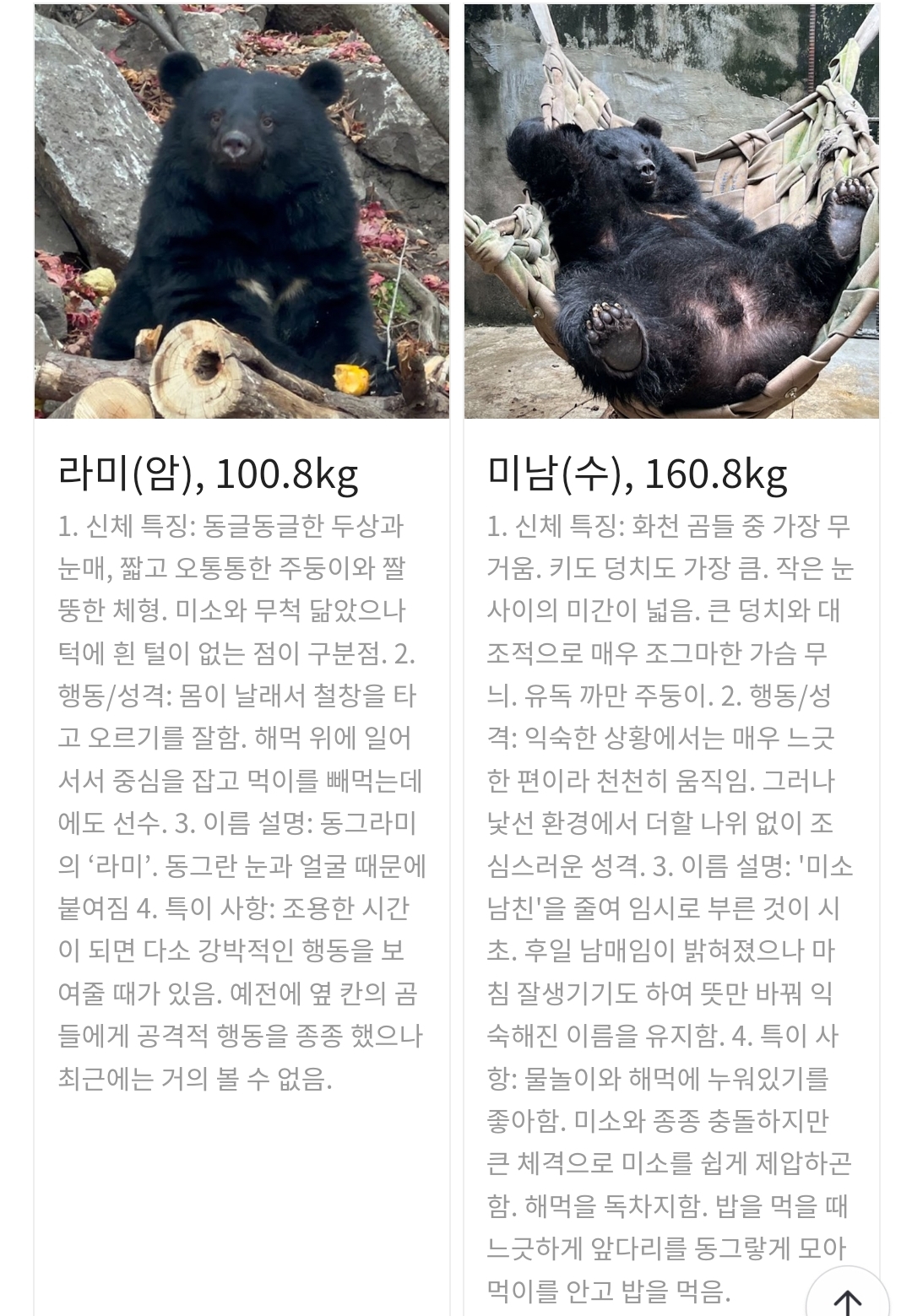 곰 보금자리 프로젝트 project moon bear | 인스티즈