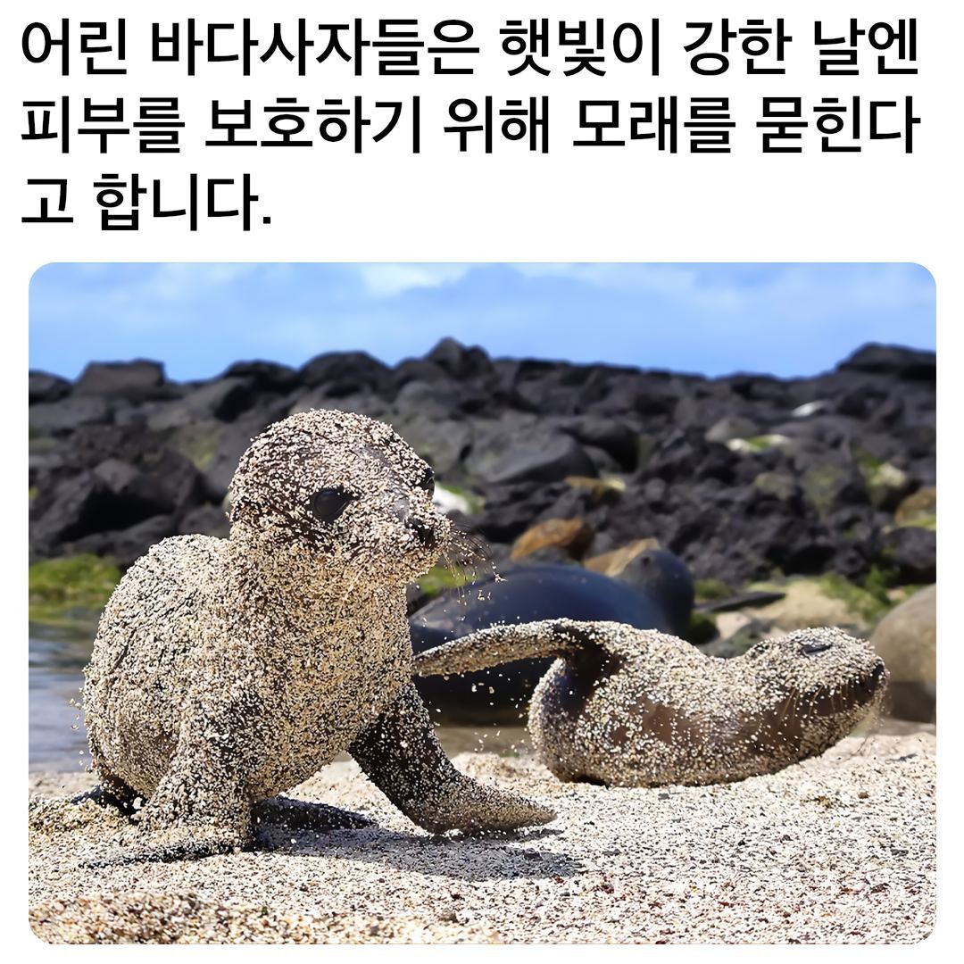  아기 바다사자의 자외선 차단법