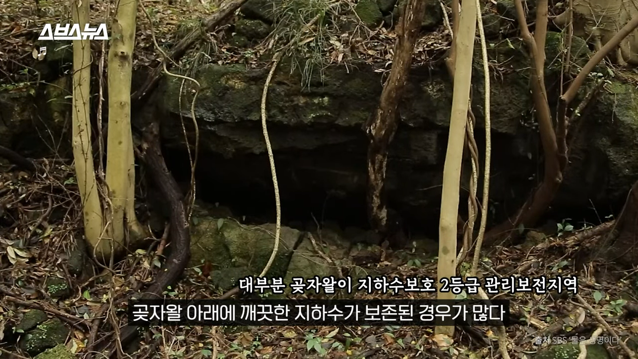 제주도에서 나무 10028그루가 베어진 이유 | 인스티즈