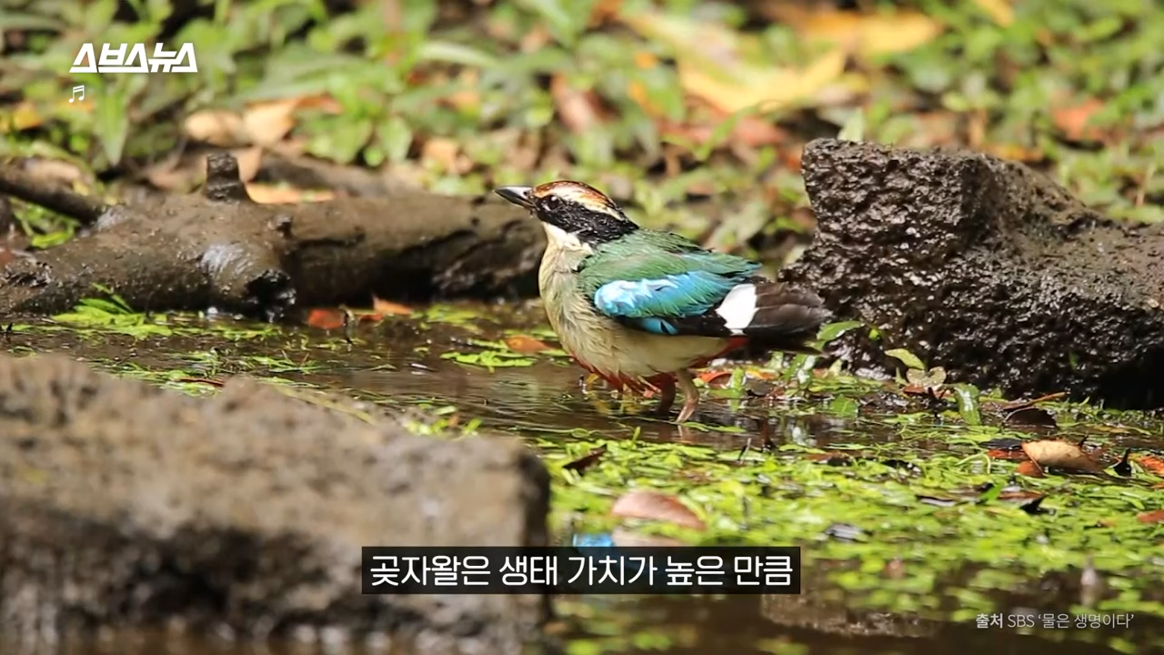 제주도에서 나무 10028그루가 베어진 이유 | 인스티즈