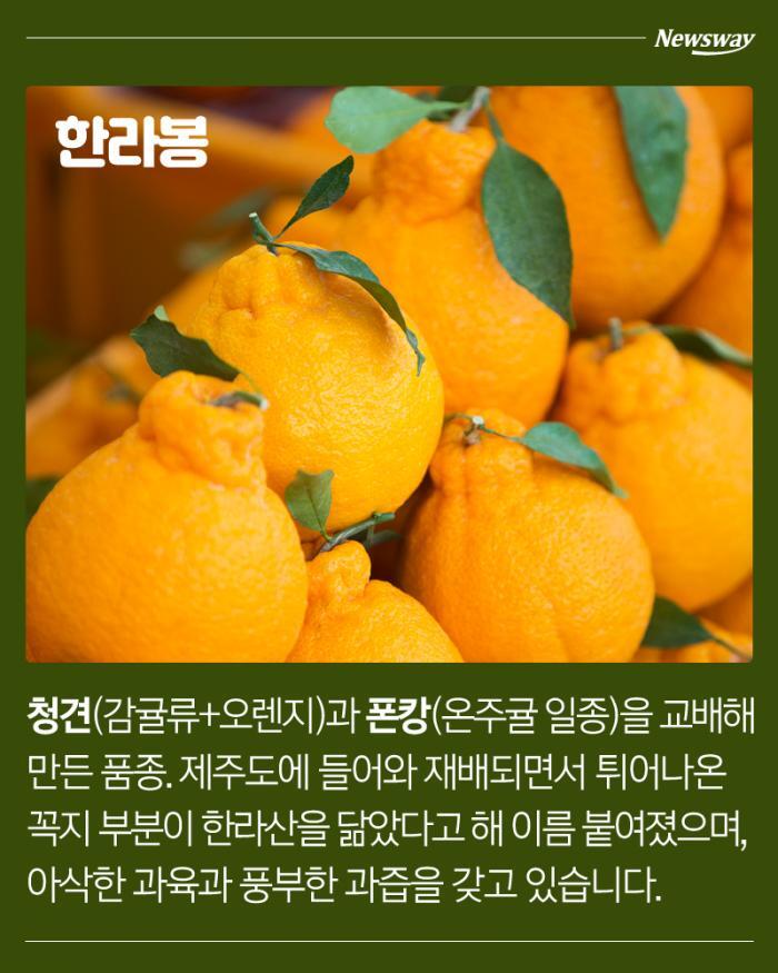  한라봉, 천혜향, 레드향, 황금향의 차이.jpg