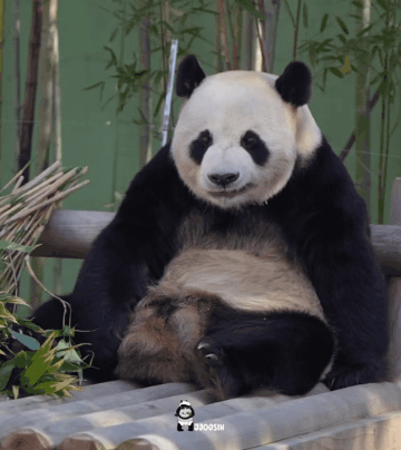  껌 씹는 러바오🐼ㅋㅋㅋㅋㅋ1