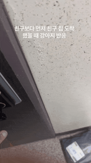  친구보다 먼저 친구 집 도착했을때 댕댕이의 반응