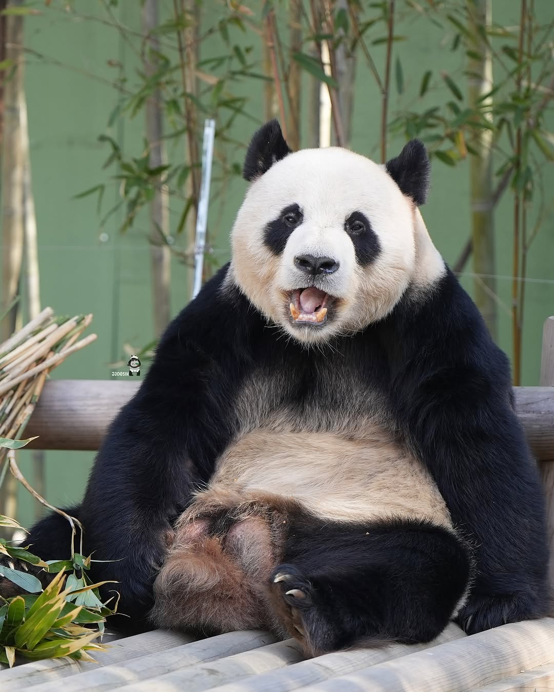 껌 씹는 러바오🐼ㅋㅋㅋㅋㅋ | 인스티즈