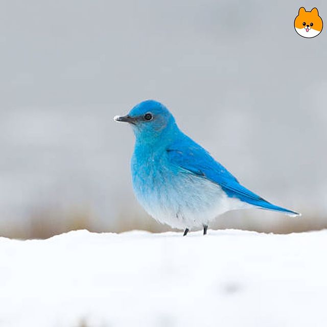 보면 소원을 이루어준다는 파랑새.jpg | 인스티즈