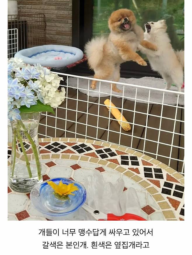 오이 사진을 올렸는데 강아지가 화제된 트윗 | 인스티즈