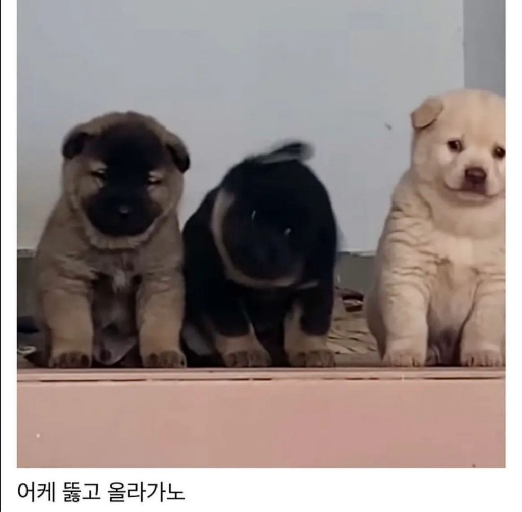 시골집 왔는데 삼대장 만남 | 인스티즈