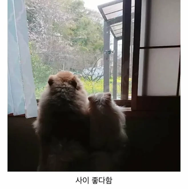 오이 사진을 올렸는데 강아지가 화제된 트윗 | 인스티즈