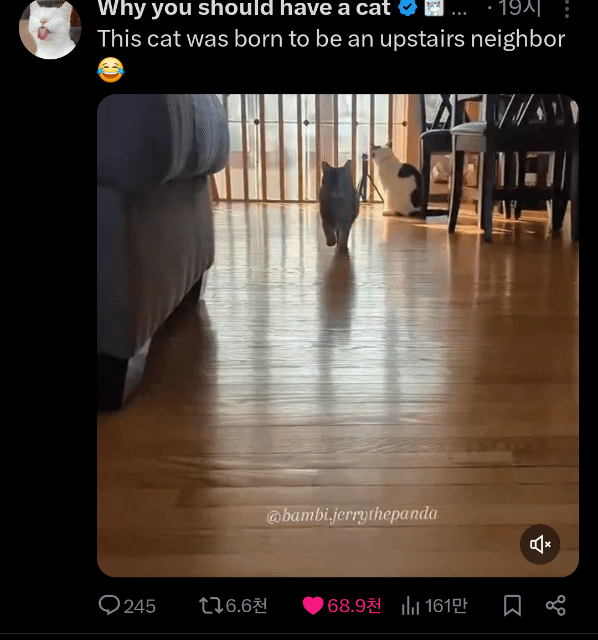 층간소음 발망치 고양이 🐱 .twt | 인스티즈