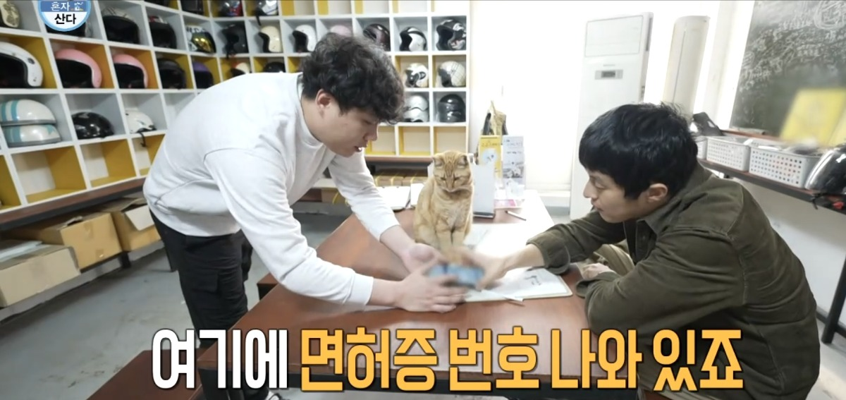 처음보는 기안 옆에서 세상 얌전한 바이크가게 고양이 | 인스티즈
