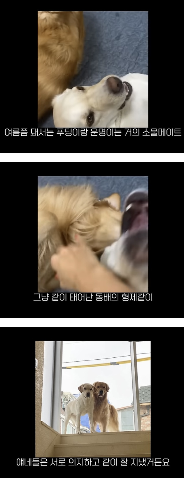 품종견을 샀던 유튜버가 유기견을 입양하게 된 과정 | 인스티즈