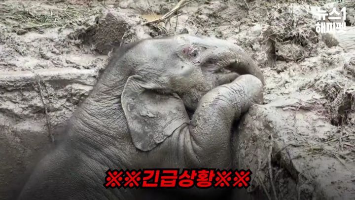 구멍에 빠진 아기코끼리, 기절한 엄마코끼리 | 인스티즈