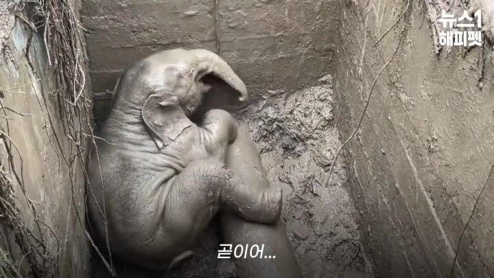 구멍에 빠진 아기코끼리, 기절한 엄마코끼리 | 인스티즈