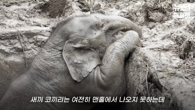 구멍에 빠진 아기코끼리, 기절한 엄마코끼리 | 인스티즈
