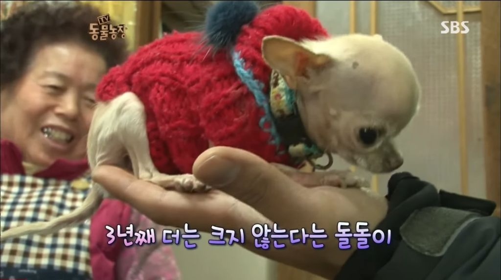 강아지가 안좋은말 들을까봐 귀 막아주는 할머니 | 인스티즈